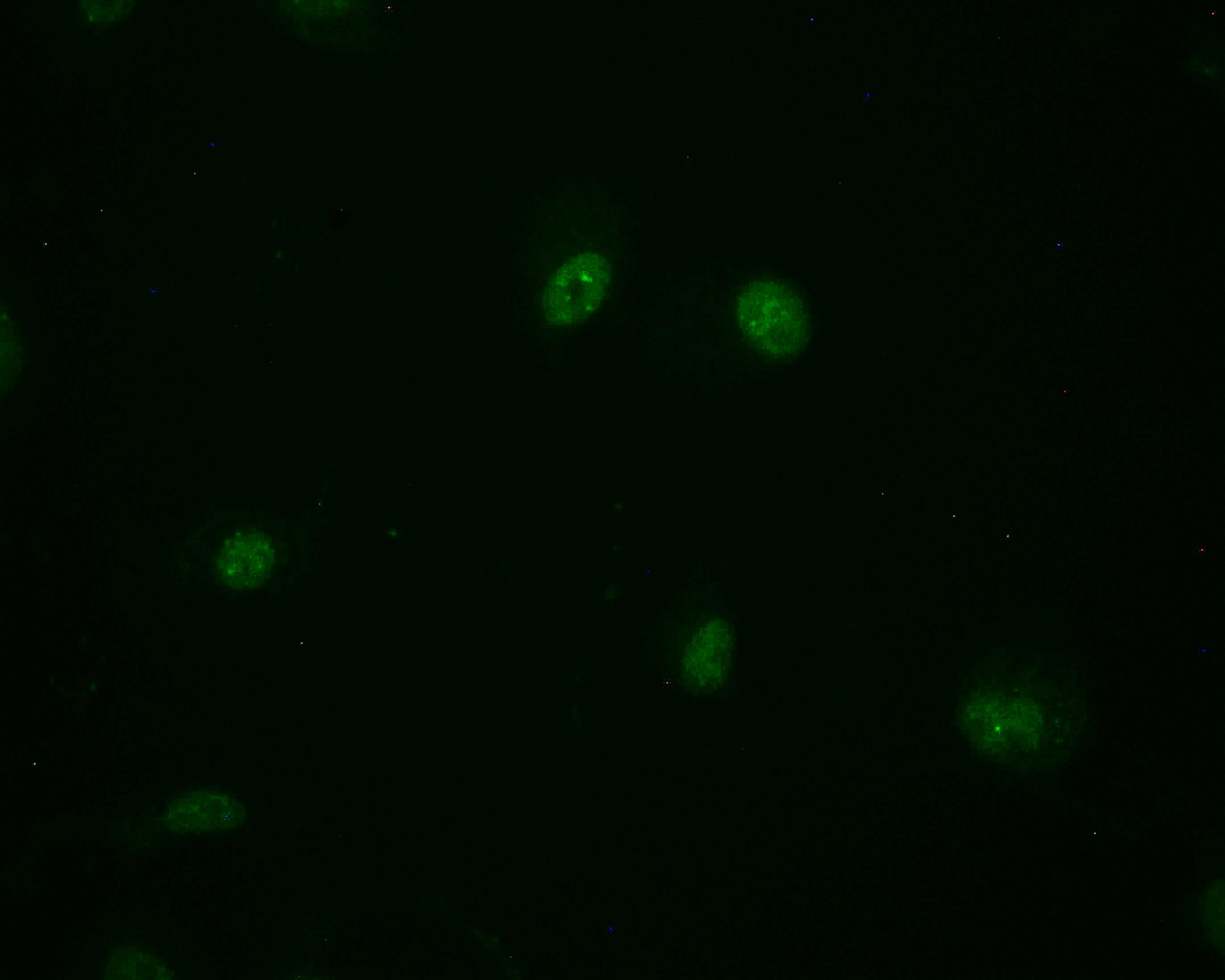 Immunofluorescence staining of MCF-7 cell with CSB-RA794480A0HU at 1:50, counter-stained with DAPI. The cells were fixed in 4% formaldehyde and blocked in 10% normal Goat Serum. The cells were then incubated with the antibody overnight at 4°C. The secondary antibody was Alexa Fluor 498-congugated AffiniPure Goat Anti-Rabbit IgG(H+L).