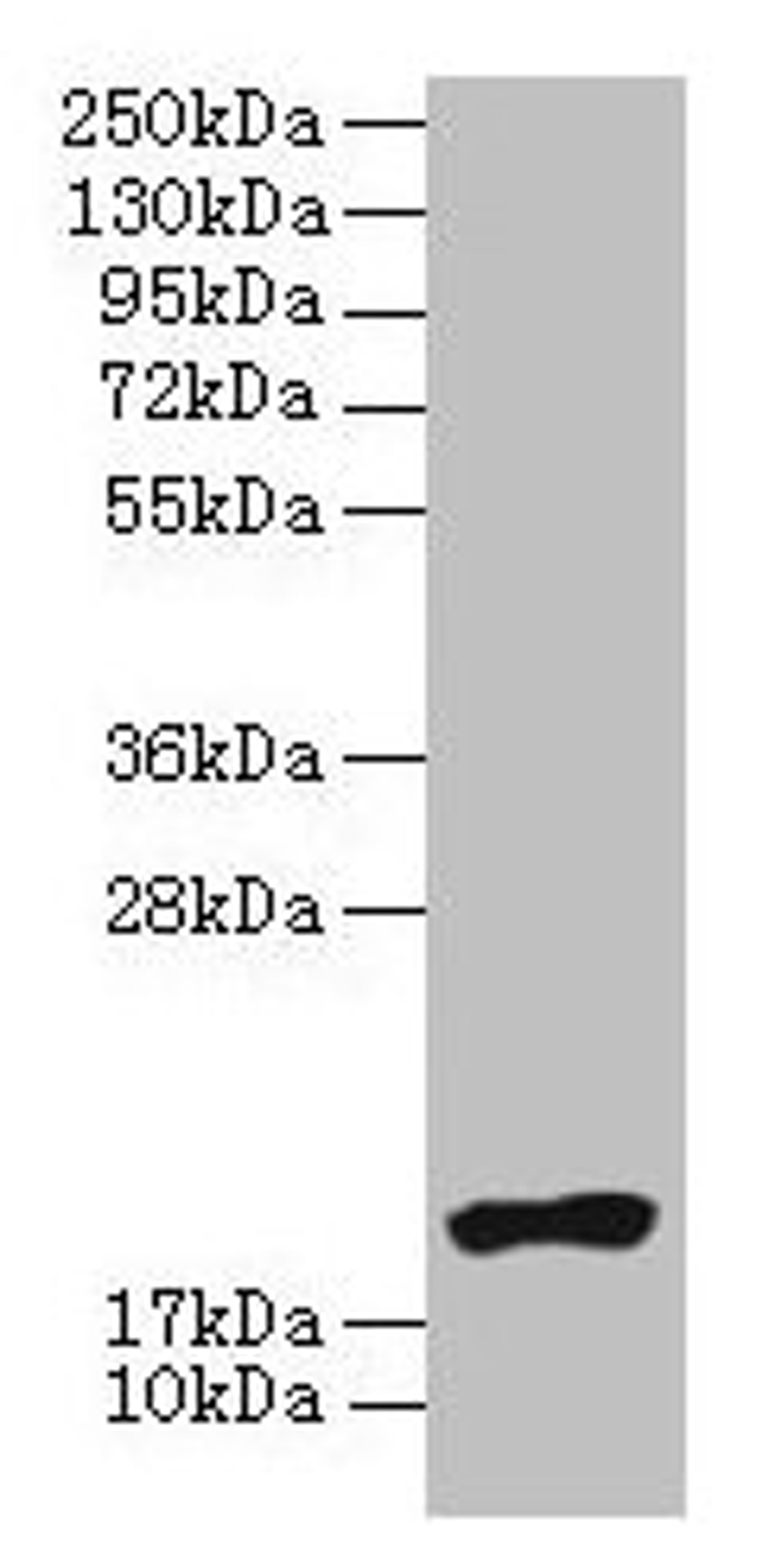Western blot. All lanes: NR2C2AP antibody at 4µg/ml + HL60 whole cell lysate. Secondary. Goat polyclonal to rabbit IgG at 1/10000 dilution. Predicted band size: 16, 20 kDa. Observed band size: 20 kDa