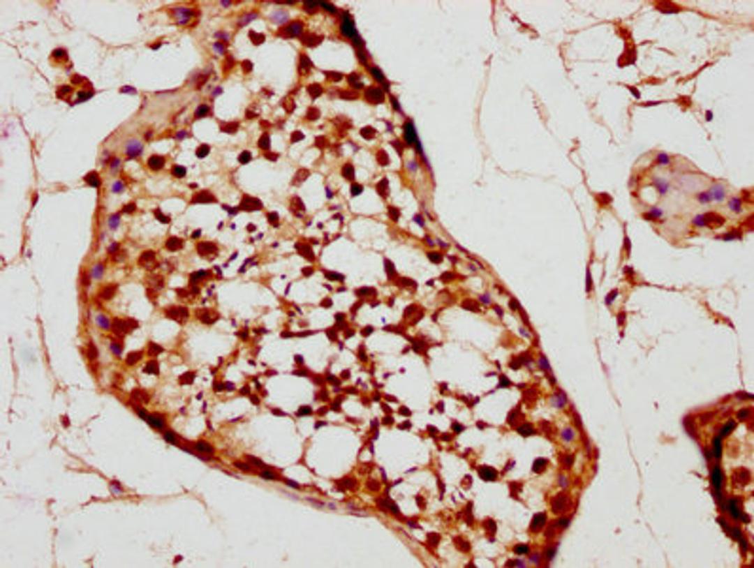 IHC image of CSB-PA024019LA01HU diluted at 1:200 and staining in paraffin-embedded human testis tissue performed on a Leica BondTM system. After dewaxing and hydration, antigen retrieval was mediated by high pressure in a citrate buffer (pH 6.0). Section was blocked with 10% normal goat serum 30min at RT. Then primary antibody (1% BSA) was incubated at 4&deg;C overnight. The primary is detected by a biotinylated secondary antibody and visualized using an HRP conjugated SP system.