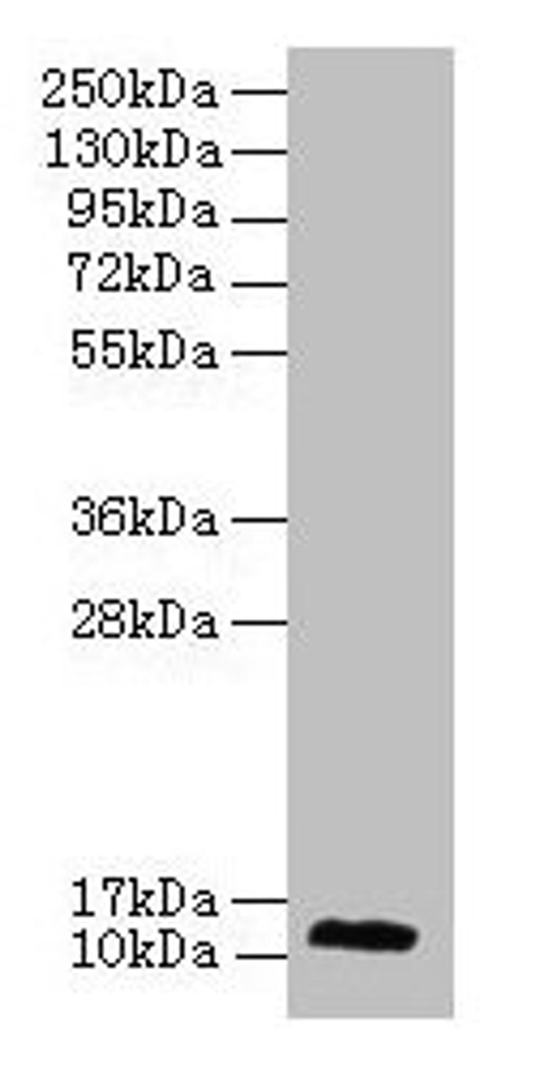 Western blot. All lanes: RPL30 antibody at 2µg/ml + A549 whole cell lysate. Secondary. Goat polyclonal to rabbit lgG at 1/15000 dilution. Predicted band size: 13 kDa. Observed band size: 13 kDa