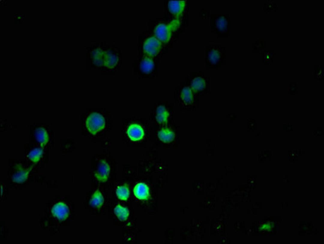 Immunofluorescent analysis of 293T cells using CSB-PA889080LA01HU at dilution of 1:100 and Alexa Fluor 488-congugated AffiniPure Goat Anti-Rabbit IgG(H+L)