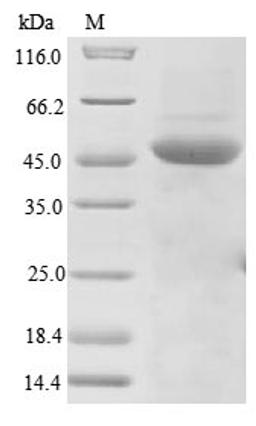 (Tris-Glycine gel) Discontinuous SDS-PAGE (reduced) with 5% enrichment gel and 15% separation gel.