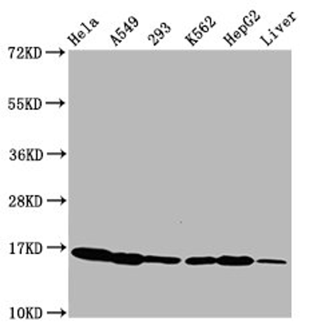 Western Blot. Positive WB detected in: Hela whole cell lysate, A549 whole cell lysate, 293 whole cell lysate, K562 whole cell lysate, HepG2 whole cell lysate, Rat liver tissue. All lanes: HIST1H3A antibody at 0.35µg/ml. Secondary. Goat polyclonal to rabbit IgG at 1/50000 dilution. Predicted band size: 16 kDa. Observed band size: 16 kDa