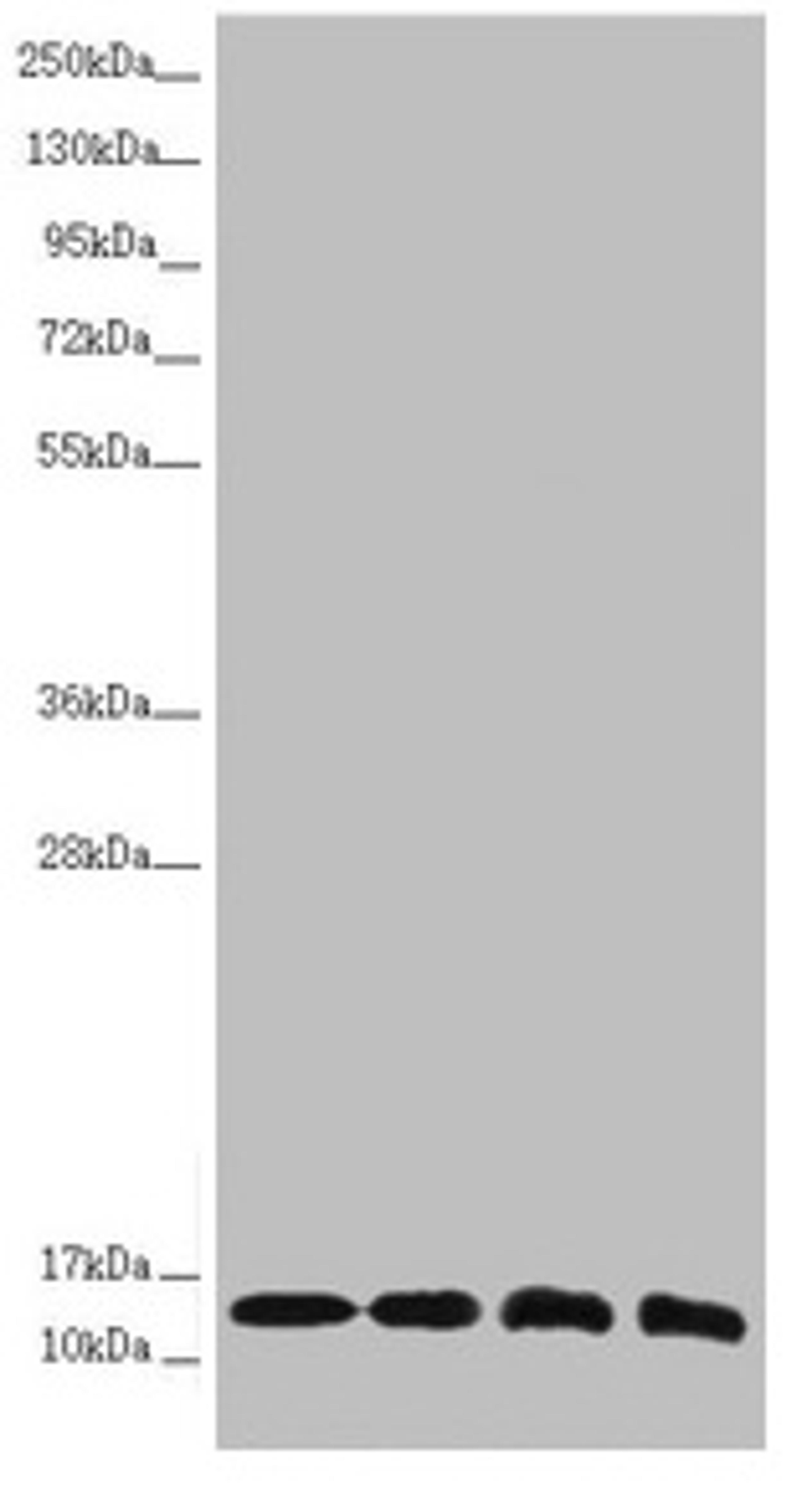 Western blot. All lanes: NDUFS6 antibody at 1.1µg/ml. Lane 1: Mouse heart tissue. Lane 2: Mouse kidney tissue. Lane 3: MCF-7 whole cell lysate. Lane 4: HepG2 whole cell lysate. Secondary. Goat polyclonal to rabbit IgG at 1/10000 dilution. Predicted band size: 14 kDa. Observed band size: 14 kDa