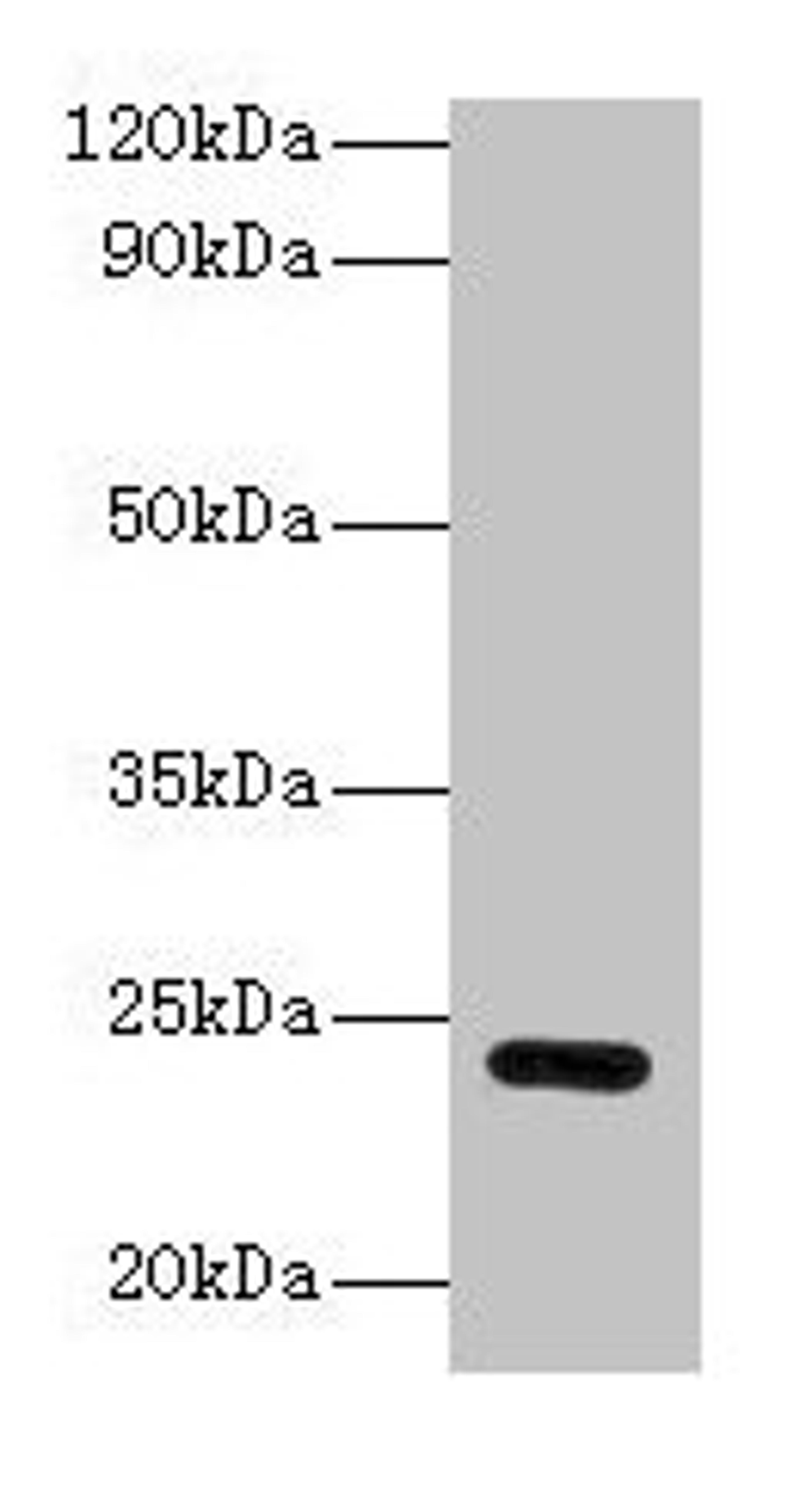 Western blot. All lanes: Gstp1 antibody at 2µg/ml + Hela whole cell lysate. Secondary. Goat polyclonal to rabbit IgG at 1/10000 dilution. Predicted band size: 24 kDa. Observed band size: 24 kDa