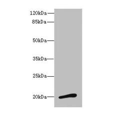 Western blot. All lanes: NMUantibody at 3.13ug/ml + Mouse stomach tissue. Secondary. Goat polyclonal to rabbit IgG at 1/10000 dilution. Predicted band size: 20 kDa. Observed band size: 20 kDa. 