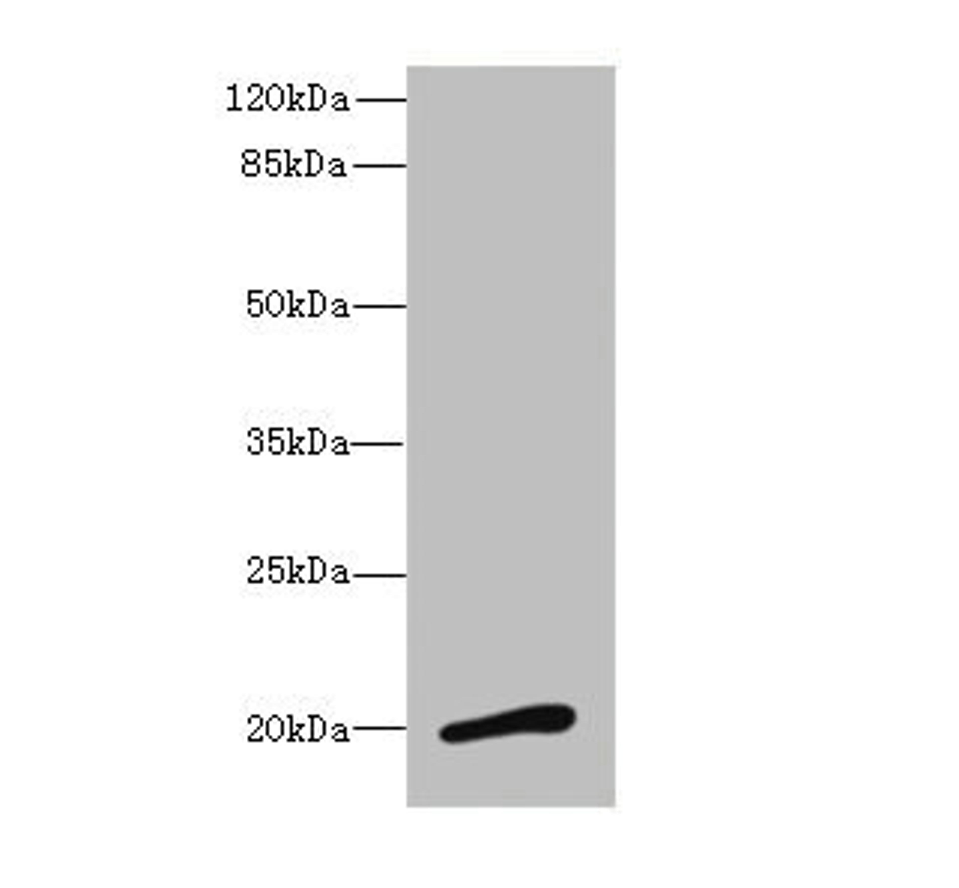 Western blot. All lanes: NMUantibody at 3.13ug/ml + Mouse stomach tissue. Secondary. Goat polyclonal to rabbit IgG at 1/10000 dilution. Predicted band size: 20 kDa. Observed band size: 20 kDa. 