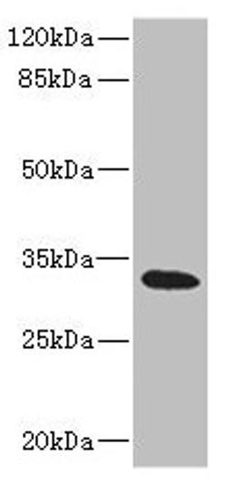 Western blot. All lanes: HVCN1 antibody at 1.17µg/ml + Raji whole cell lysate. Secondary. Goat polyclonal to rabbit IgG at 1/10000 dilution. Predicted band size: 32, 28, 30 kDa. Observed band size: 32 kDa