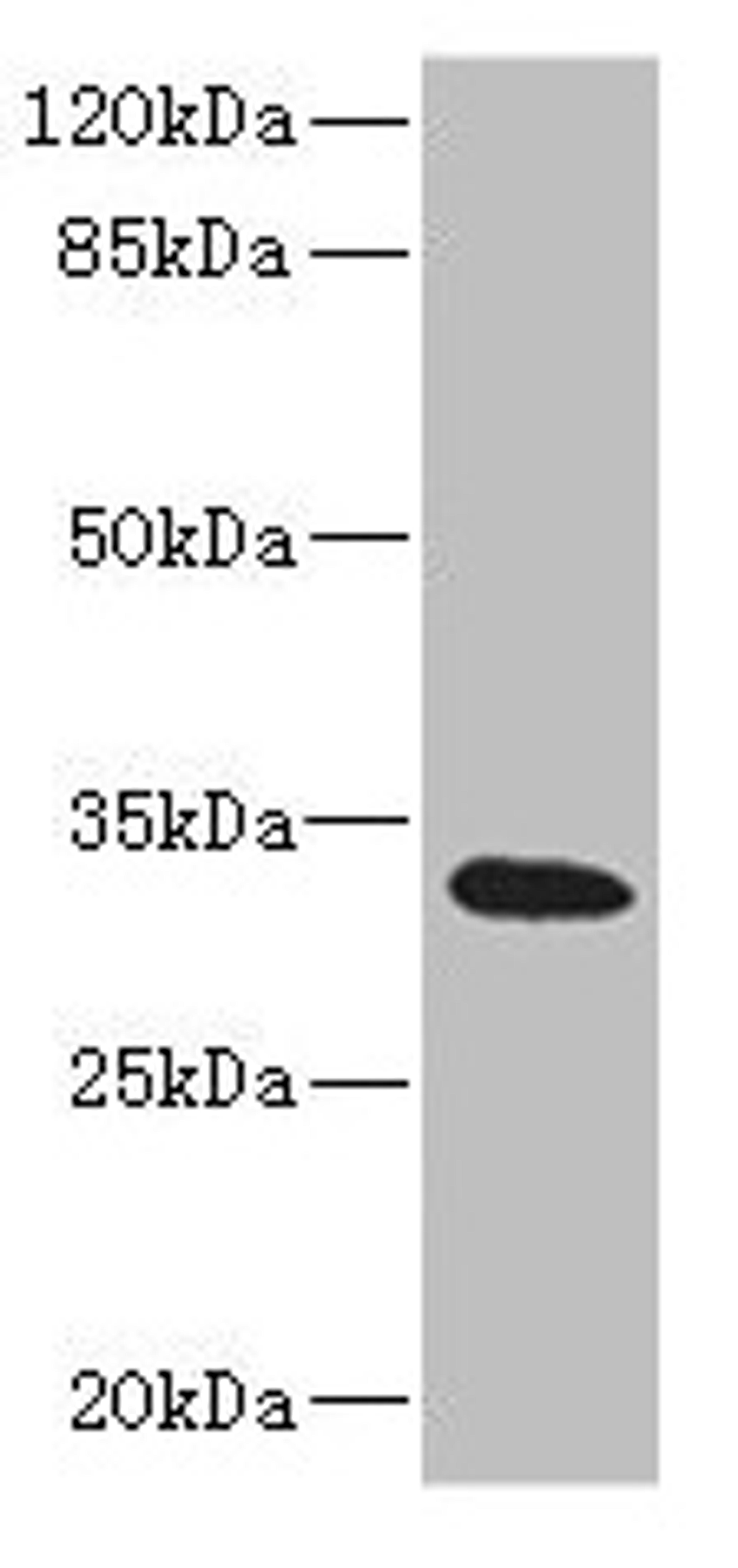 Western blot. All lanes: HVCN1 antibody at 1.17µg/ml + Raji whole cell lysate. Secondary. Goat polyclonal to rabbit IgG at 1/10000 dilution. Predicted band size: 32, 28, 30 kDa. Observed band size: 32 kDa