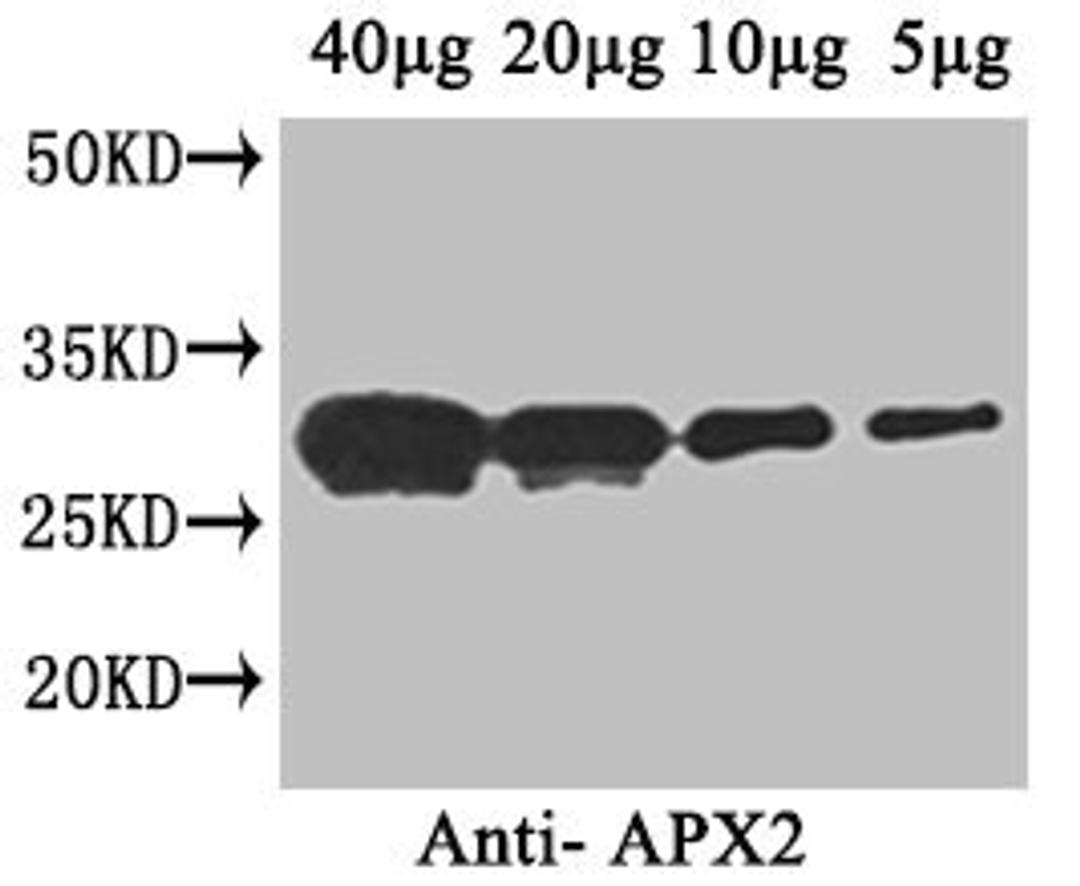 Western Blot. Positive WB detected in: Arabidopsis thaliana (40µg, 20µg, 10µg, 5µg). All lanes: APX2 antibody at 1µg/ml. Secondary. Goat polyclonal to rabbit IgG at 1/50000 dilution. Predicted band size: 29 kDa. Observed band size: 29 kDa