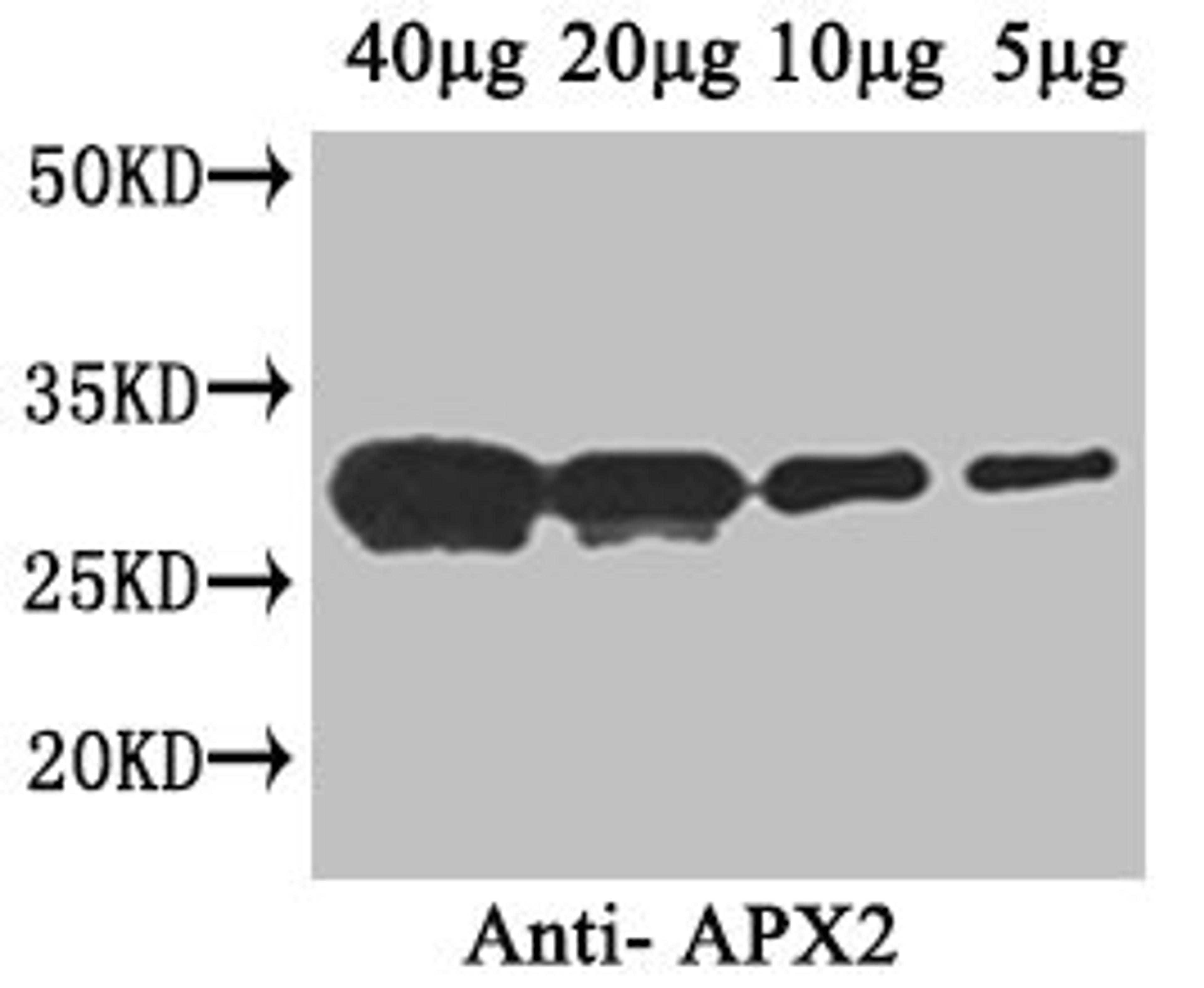 Western Blot. Positive WB detected in: Arabidopsis thaliana (40µg, 20µg, 10µg, 5µg). All lanes: APX2 antibody at 1µg/ml. Secondary. Goat polyclonal to rabbit IgG at 1/50000 dilution. Predicted band size: 29 kDa. Observed band size: 29 kDa