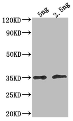 Western Blot. Positive WB detected in Recombinant protein. All lanes: DOT5 antibody at 1:2000. Secondary. Goat polyclonal to rabbit IgG at 1/50000 dilution. Predicted band size: 28.2 kDa. Observed band size: 36 kDa. 