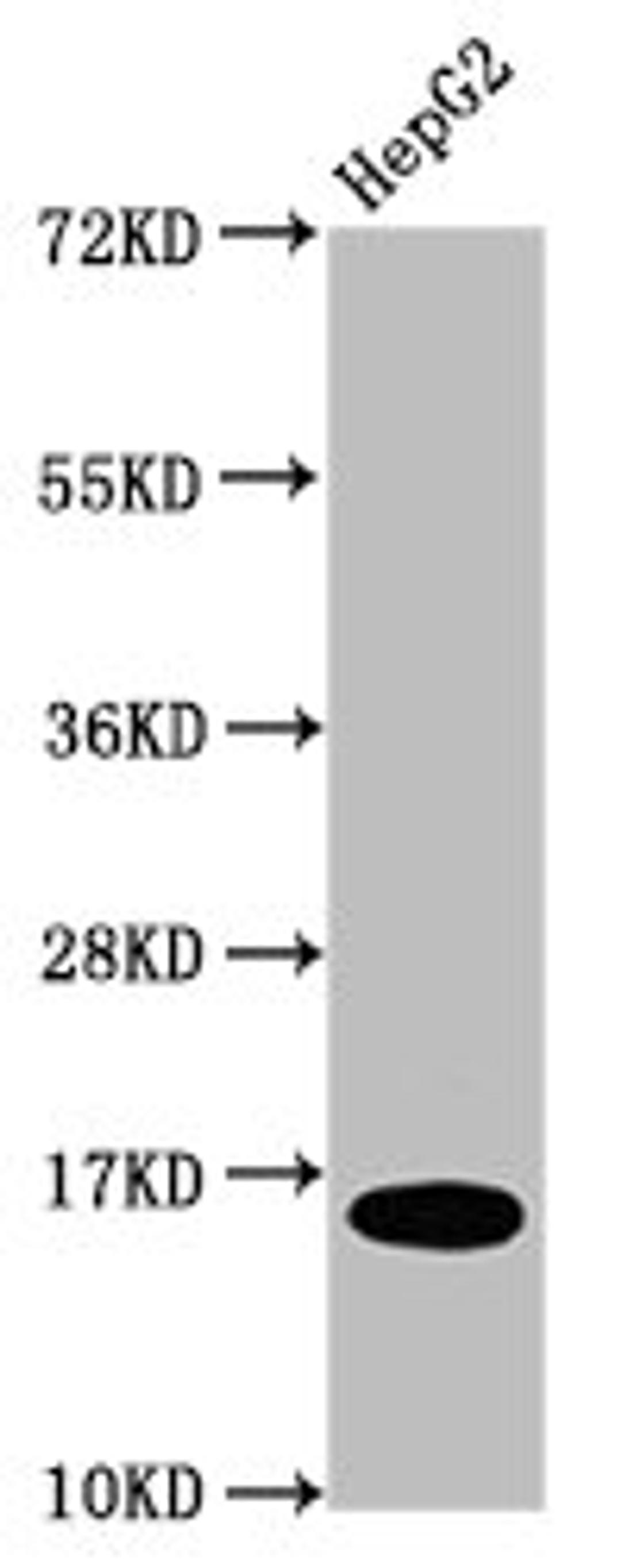 Western Blot. Positive WB detected in: HepG2 whole cell lysate. All lanes: HIST1H3A antibody at 0.2µg/ml. Secondary. Goat polyclonal to rabbit IgG at 1/50000 dilution. Predicted band size: 16 kDa. Observed band size: 16 kDa