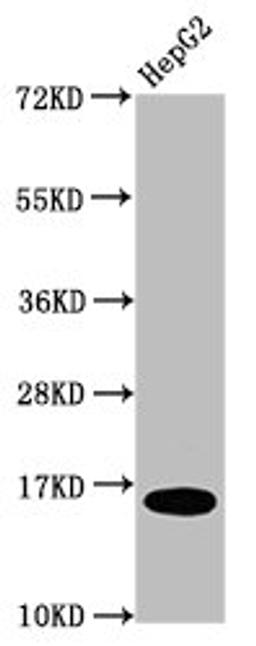 Western Blot. Positive WB detected in: HepG2 whole cell lysate. All lanes: HIST1H3A antibody at 0.2µg/ml. Secondary. Goat polyclonal to rabbit IgG at 1/50000 dilution. Predicted band size: 16 kDa. Observed band size: 16 kDa