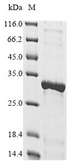 (Tris-Glycine gel) Discontinuous SDS-PAGE (reduced) with 5% enrichment gel and 15% separation gel.