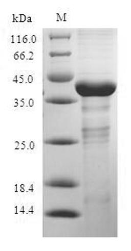 (Tris-Glycine gel) Discontinuous SDS-PAGE (reduced) with 5% enrichment gel and 15% separation gel.