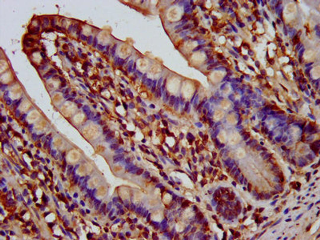 IHC image of CSB-PA853482LA01HU diluted at 1:200 and staining in paraffin-embedded human small intestine tissue performed on a Leica BondTM system. After dewaxing and hydration, antigen retrieval was mediated by high pressure in a citrate buffer (pH 6.0). Section was blocked with 10% normal goat serum 30min at RT. Then primary antibody (1% BSA) was incubated at 4&deg;C overnight. The primary is detected by a biotinylated secondary antibody and visualized using an HRP conjugated SP system.