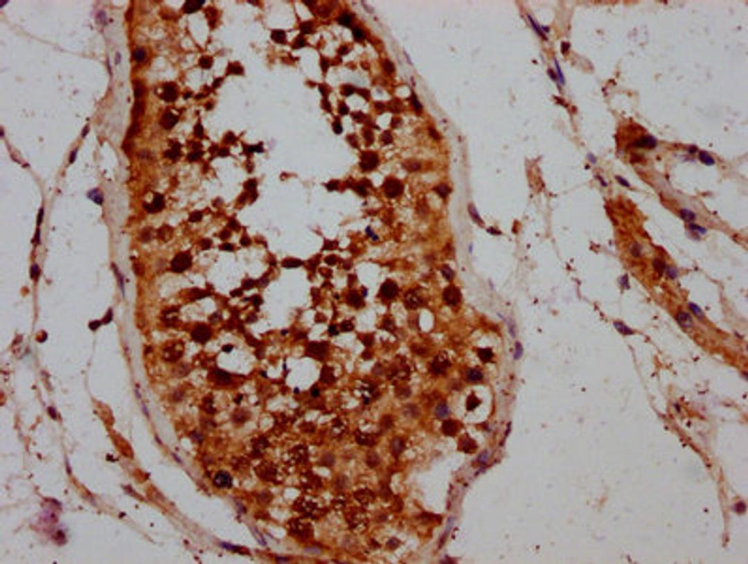 IHC image of CSB-PA004770LA01HU diluted at 1:200 and staining in paraffin-embedded human testis tissue performed on a Leica BondTM system. After dewaxing and hydration, antigen retrieval was mediated by high pressure in a citrate buffer (pH 6.0). Section was blocked with 10% normal goat serum 30min at RT. Then primary antibody (1% BSA) was incubated at 4&deg;C overnight. The primary is detected by a biotinylated secondary antibody and visualized using an HRP conjugated SP system.