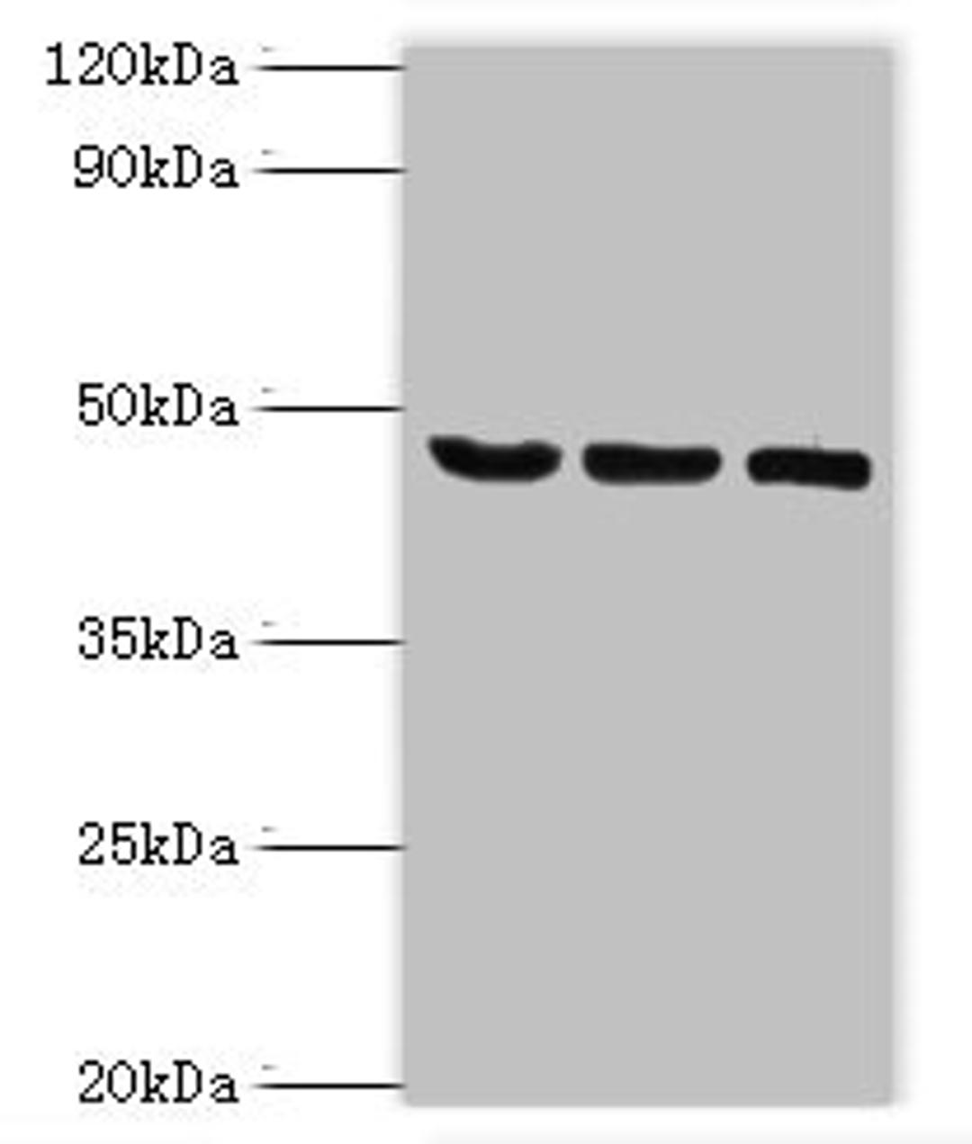 Western blot. All lanes: SYT11 antibody at 14ug/ml. Lane 1: COLO205 whole cell lysate. Lane 2: Mouse skeletal muscle tissue. Lane 3: MCF-7 whole cell lysate. Secondary. Goat polyclonal to rabbit IgG at 1/10000 dilution. Predicted band size: 48 kDa. Observed band size: 48 kDa. 