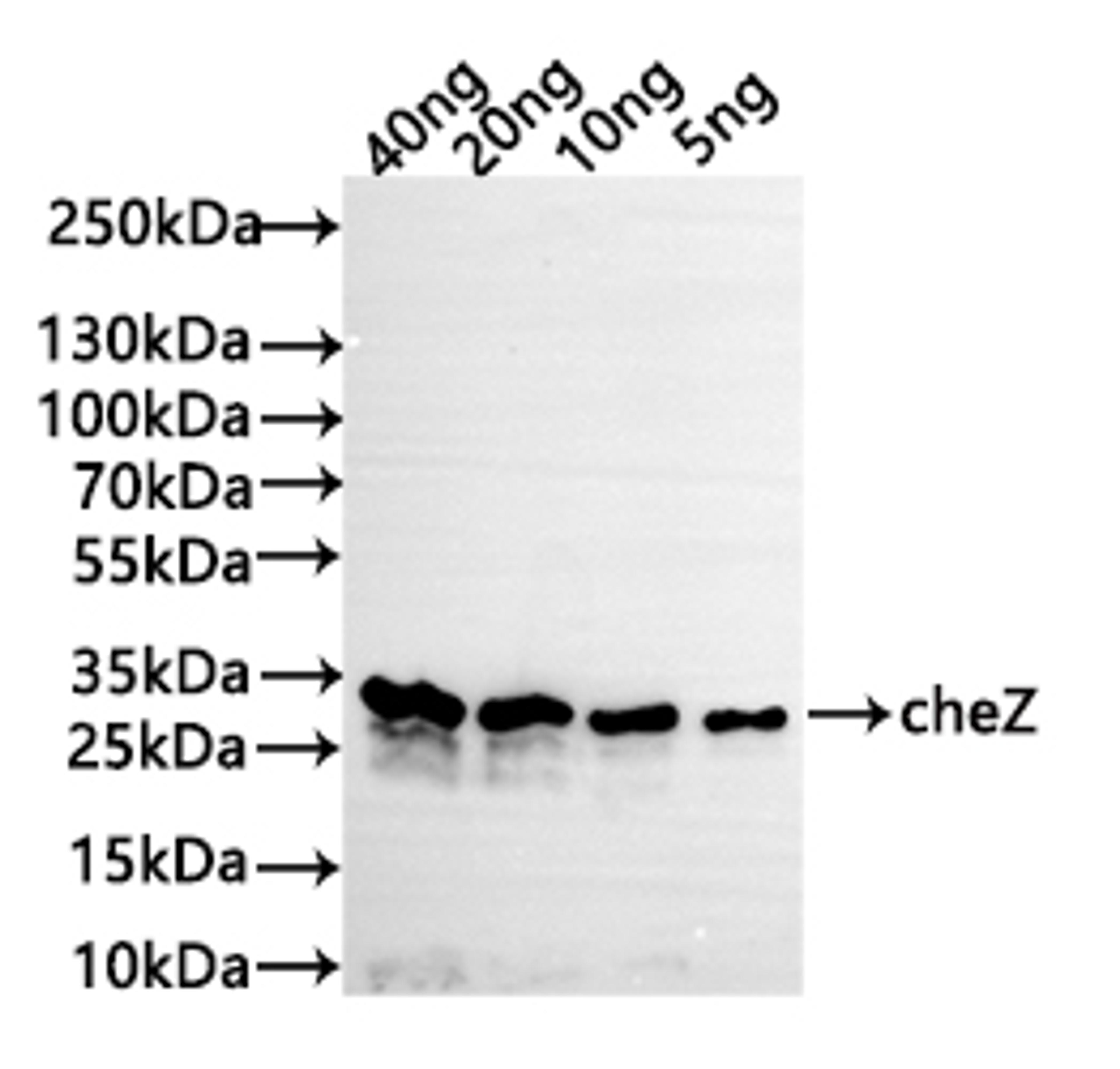 Western Blot. Positive WB detected in: recombinant protein. All lanes: cheZ Antibody at 1:1000. Secondary. Goat polyclonal to rabbit IgG at 1/50000 dilution. Predicted band size: 31 kDa. Observed band size: 31 kDa. 