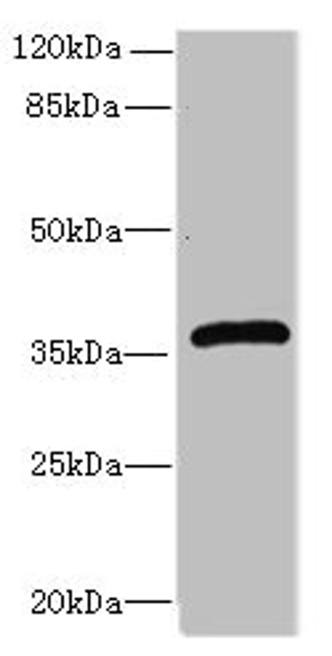 Western blot. All lanes: Efnb3 antibody at 12µg/ml + HepG2 whole cell lysate. Secondary. Goat polyclonal to rabbit IgG at 1/10000 dilution. Predicted band size: 36 kDa. Observed band size: 36 kDa