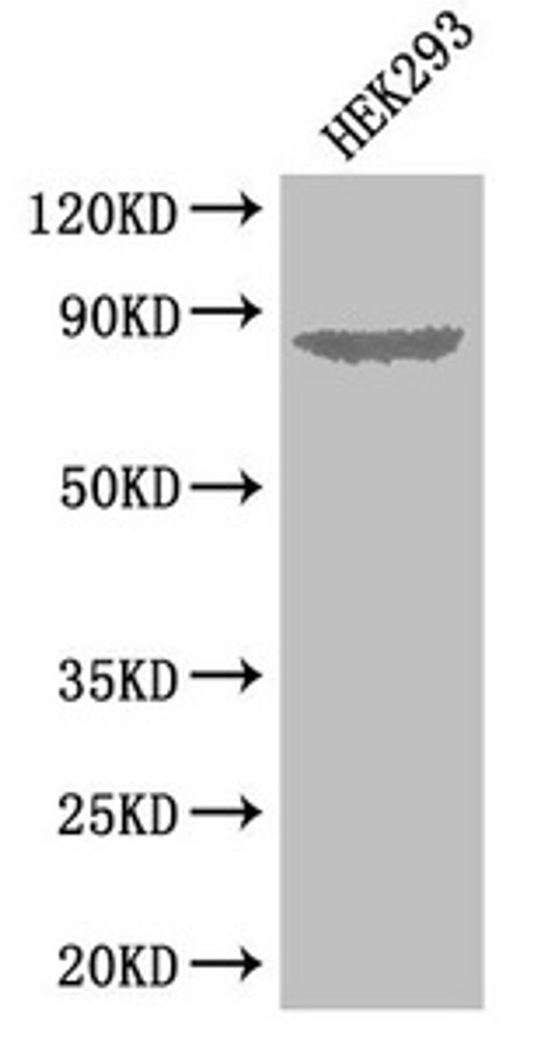Western Blot. Positive WB detected in: HEK293 whole cell lysate. All lanes: EXT1 antibody at 3.3ug/ml. Secondary. Goat polyclonal to rabbit IgG at 1/50000 dilution. Predicted band size: 87 kDa. Observed band size: 87 kDa. 