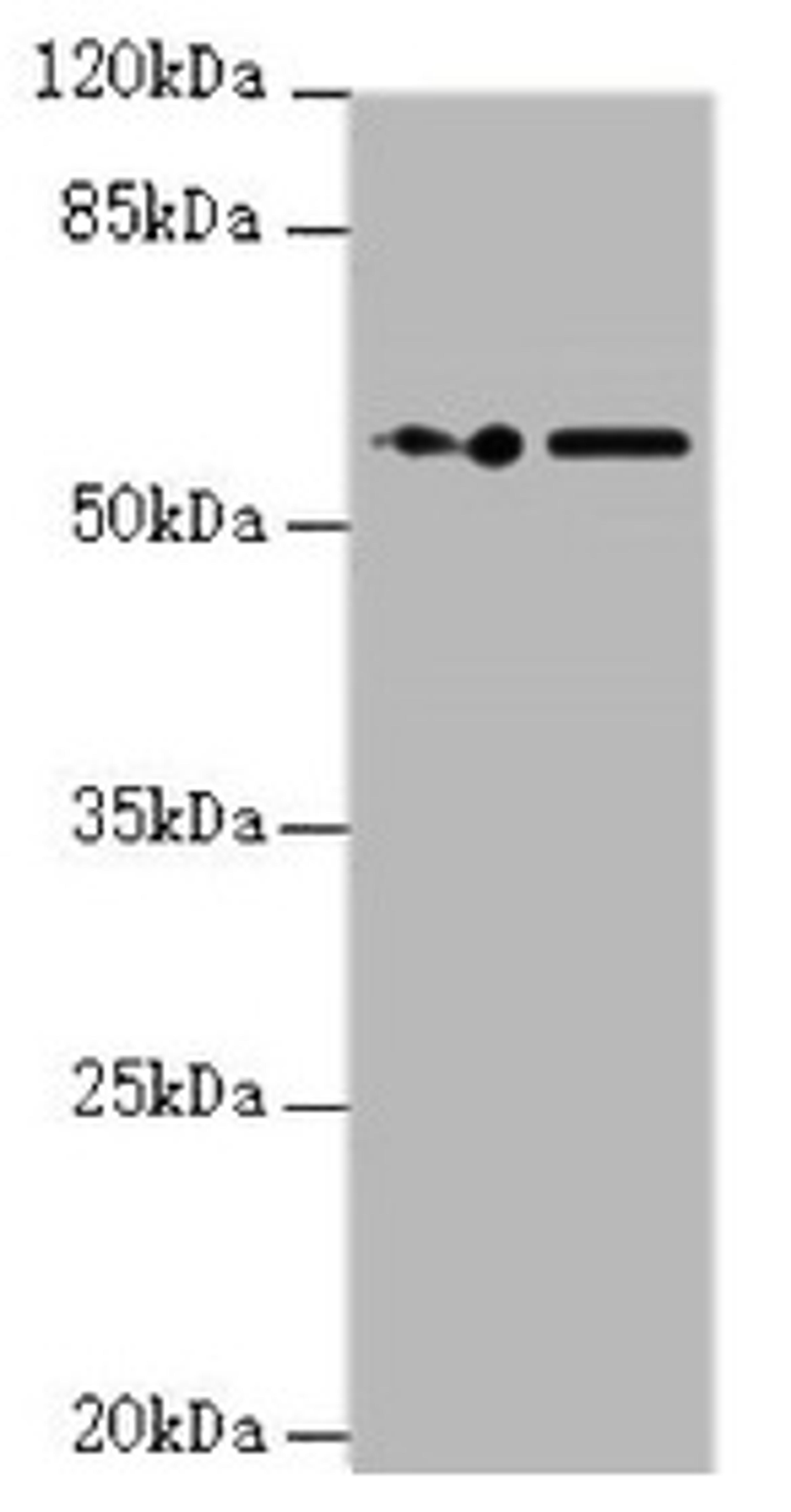 Western blot. All lanes: KPNA6 antibody at 0.95µg/ml. Lane 1: PC-3 whole cell lysate. Lane 2: Hela whole cell lysate. Secondary. Goat polyclonal to rabbit IgG at 1/10000 dilution. Predicted band size: 60 kDa. Observed band size: 60 kDa