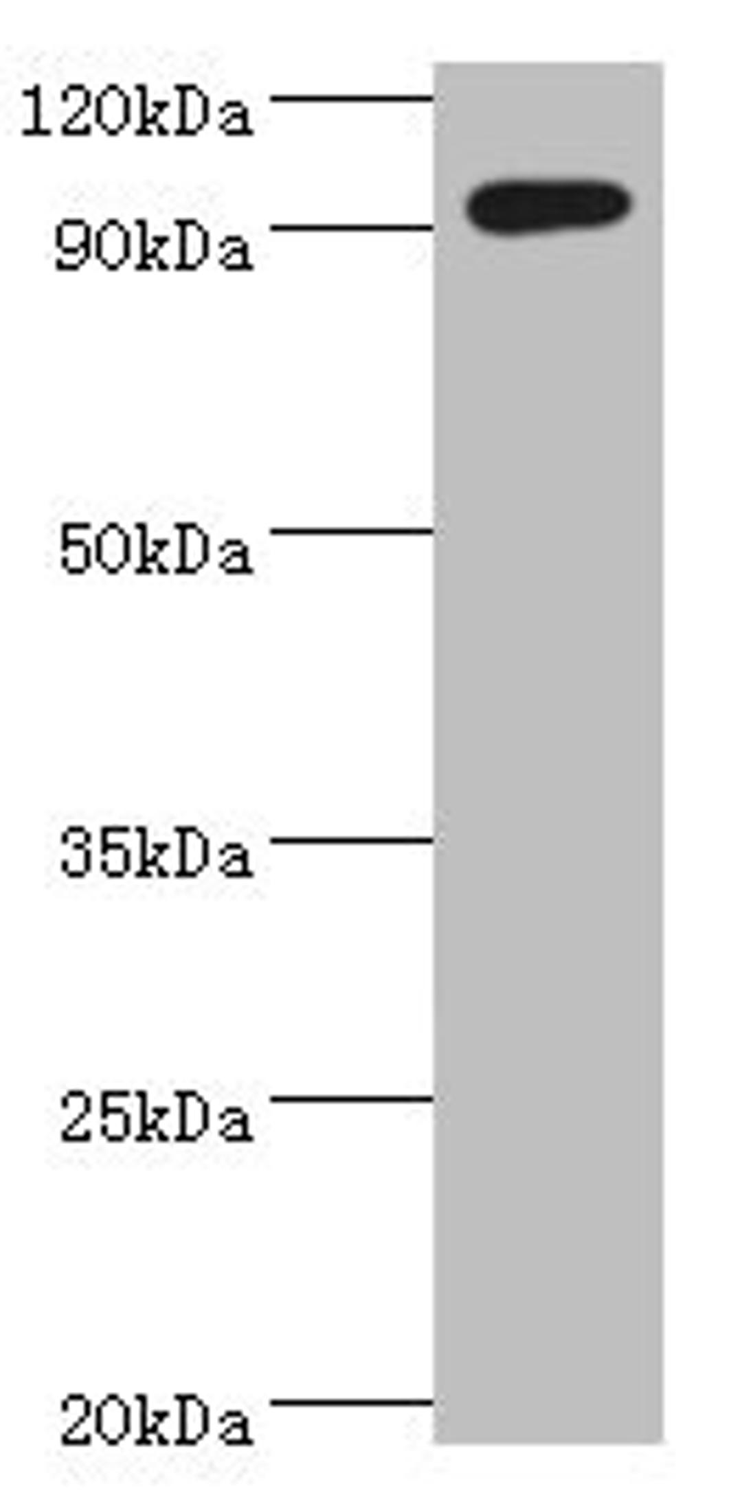 Western blot. All lanes: SEMA4C antibody at 10ug/ml + k562 whole cell lysate. Secondary. Goat polyclonal to rabbit IgG at 1/10000 dilution. Predicted band size: 93 kDa. Observed band size: 93 kDa. 