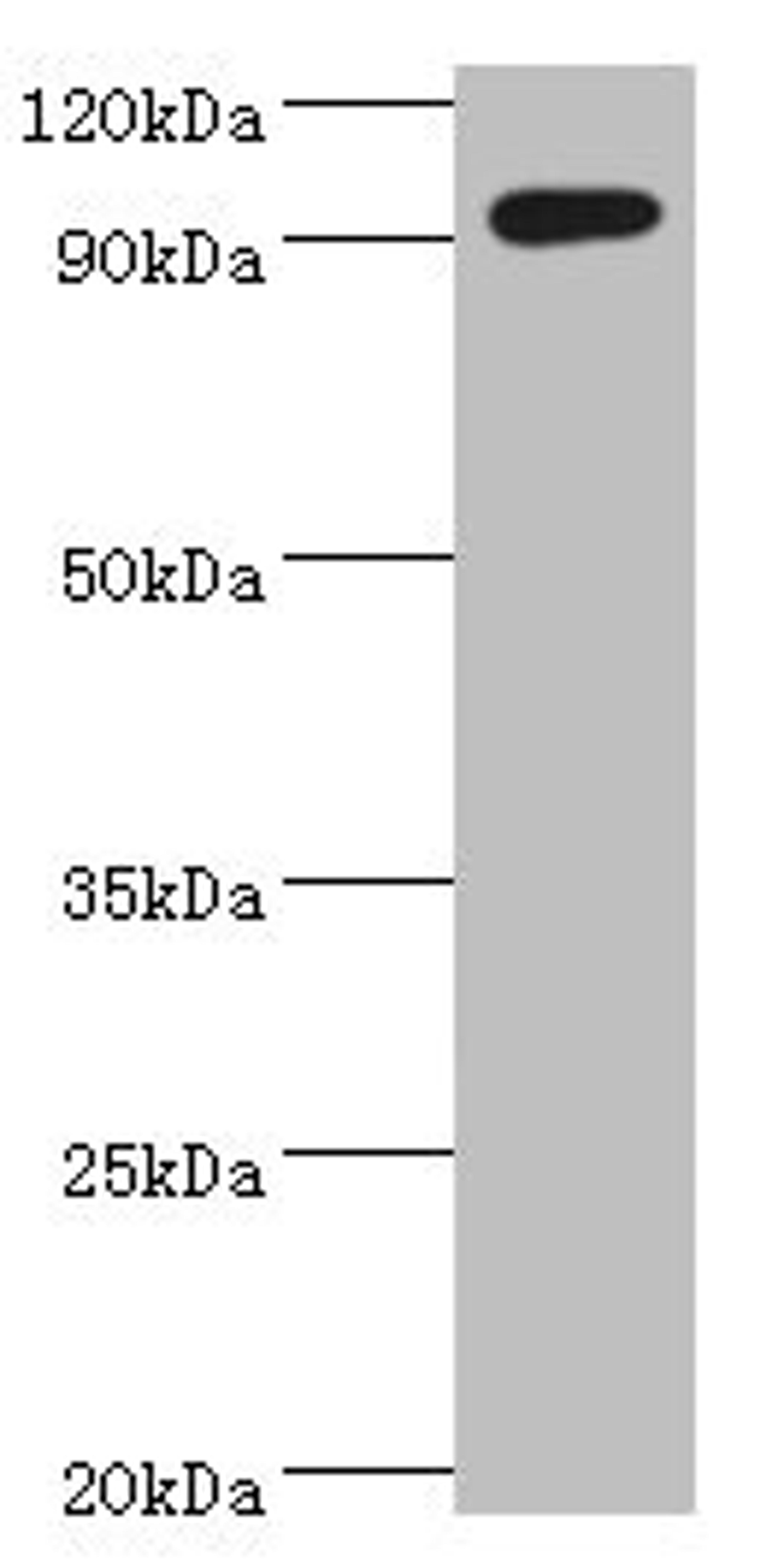 Western blot. All lanes: SEMA4C antibody at 10ug/ml + k562 whole cell lysate. Secondary. Goat polyclonal to rabbit IgG at 1/10000 dilution. Predicted band size: 93 kDa. Observed band size: 93 kDa. 