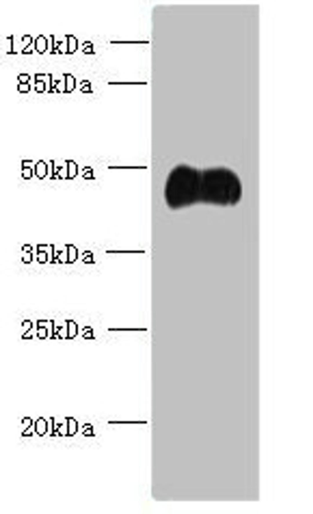 Western blot. All lanes: ABI3 antibody at 5ug/ml + Mouse heart tissue. Secondary. Goat polyclonal to rabbit IgG at 1/10000 dilution. Predicted band size: 40, 39 kDa. Observed band size: 40 kDa. 