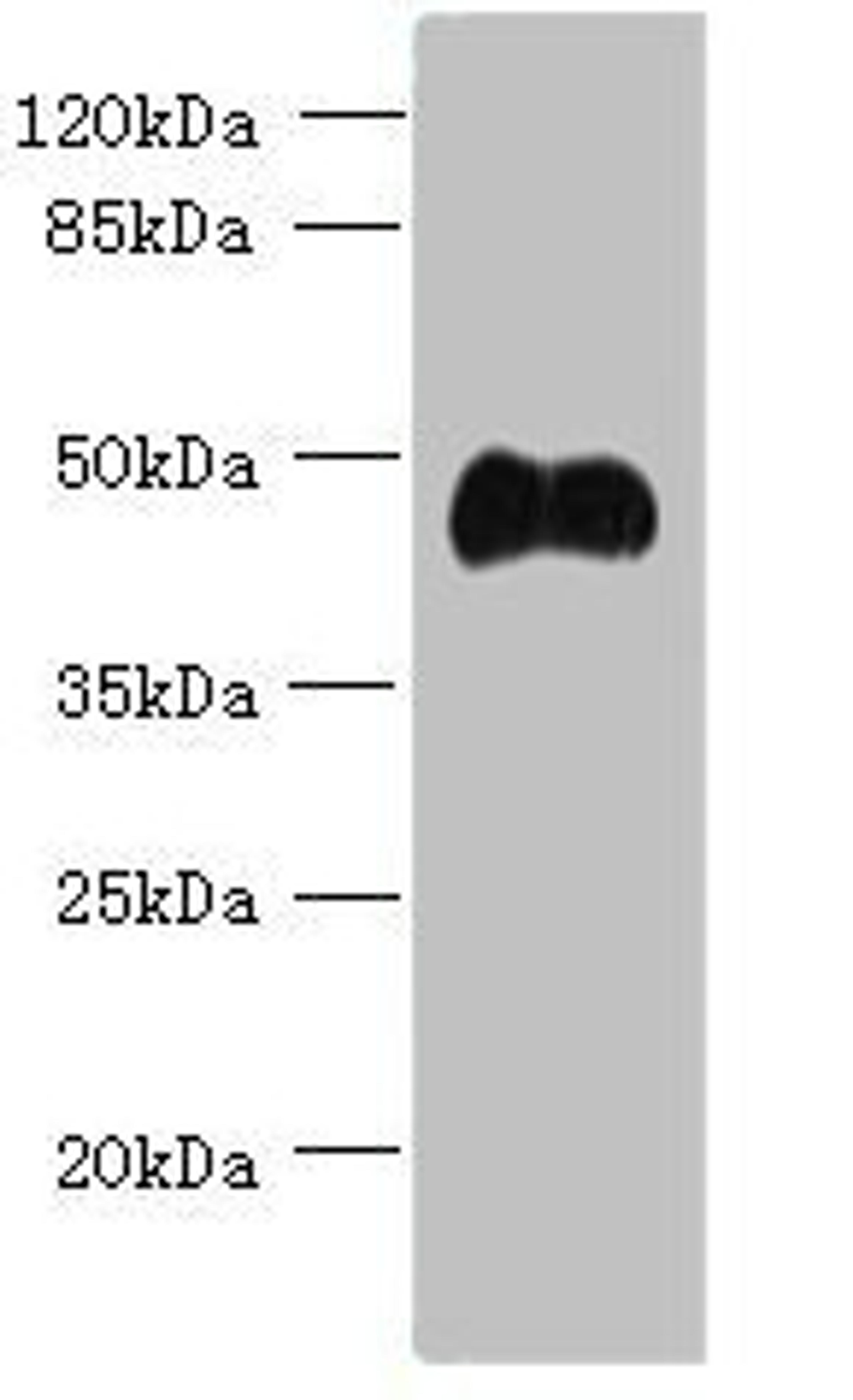 Western blot. All lanes: ABI3 antibody at 5ug/ml + Mouse heart tissue. Secondary. Goat polyclonal to rabbit IgG at 1/10000 dilution. Predicted band size: 40, 39 kDa. Observed band size: 40 kDa. 