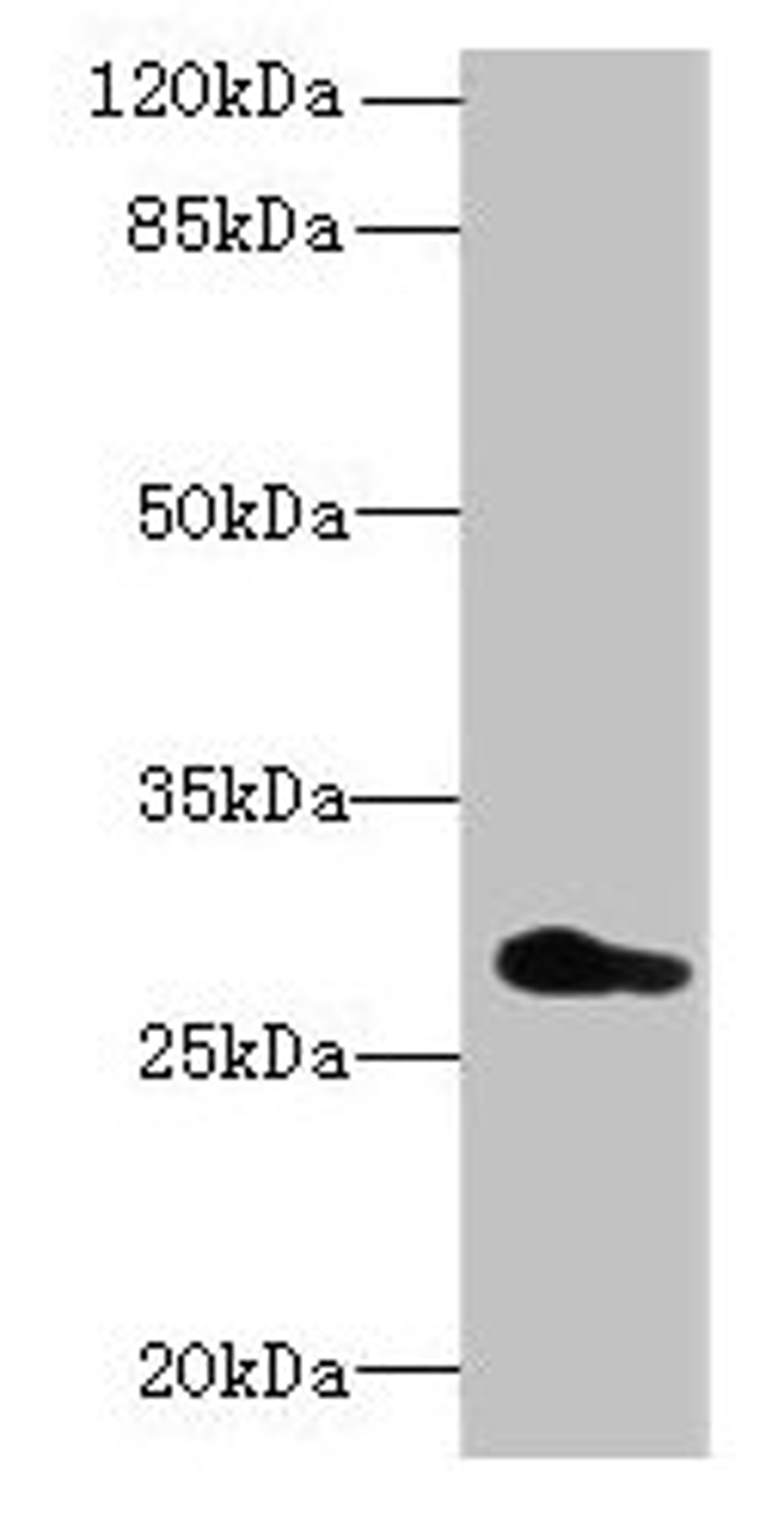 Western blot. All lanes: REEP4 antibody at 0.7ug/ml + U251 whole cell lysate. Secondary. Goat polyclonal to rabbit IgG at 1/10000 dilution. Predicted band size: 30, 20 kDa. Observed band size: 30 kDa. 