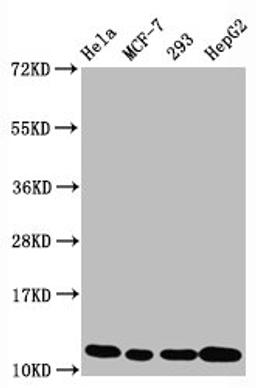 Western Blot. Positive WB detected in Hela whole cell lysate锛孧CF-7 whole cell lysate锛?93 whole cell lysate锛孒epG2 whole cell lysate. All lanes Acetyl-Histone H4 (K5) antibody at 1.05μg/ml. Secondary. Goat polyclonal to rabbit IgG at 1/50000 dilution. Predicted band size: 11 KDa. Observed band size: 11 KDa.
