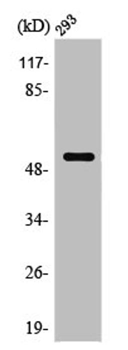 Western Blot analysis of 293 cells using PTEN Polyclonal Antibody