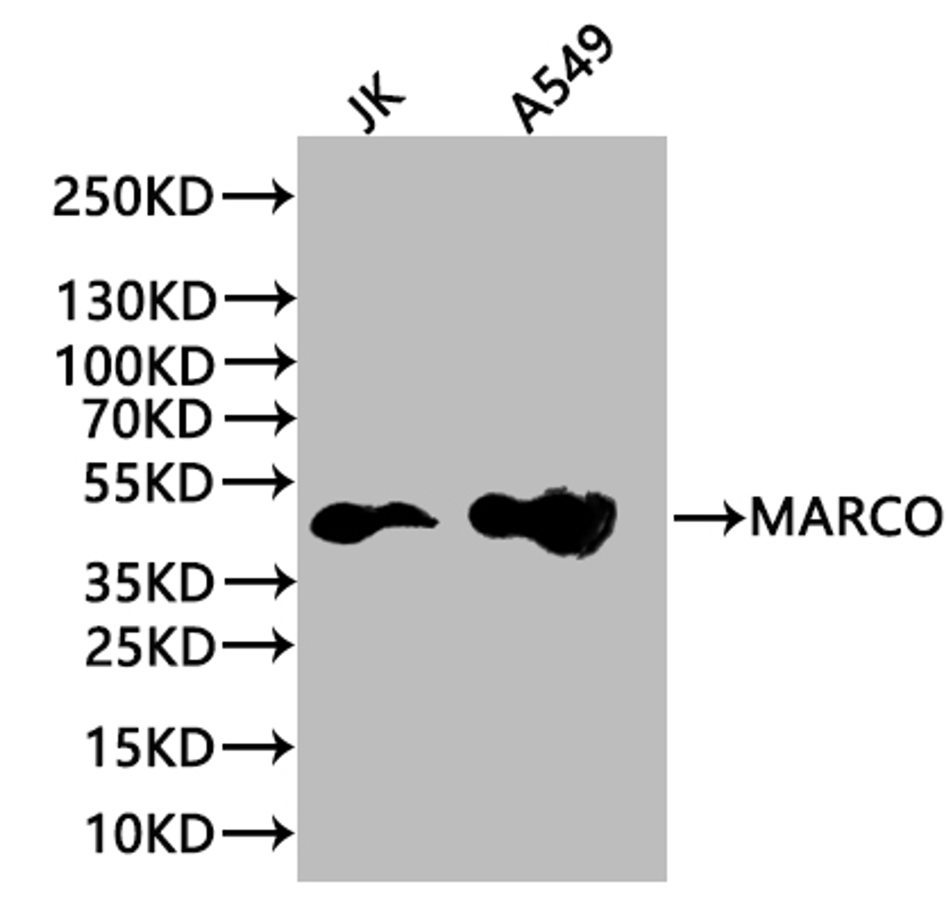 Western blot. All lanes: MARCO antibody at 1.97µg/ml + Jurkat whole cell lysate. Secondary. Goat polyclonal to rabbit IgG at 1/10000 dilution. Predicted band size: 53, 44 kDa. Observed band size: 53 kDa