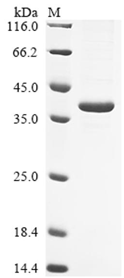 (Tris-Glycine gel) Discontinuous SDS-PAGE (reduced) with 5% enrichment gel and 15% separation gel.