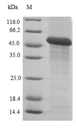 (Tris-Glycine gel) Discontinuous SDS-PAGE (reduced) with 5% enrichment gel and 15% separation gel.
