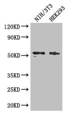 Western Blot. Positive WB detected in: NIH/3T3 whole cell lysate, HEK293 whole cell lysate. All lanes: RTCB antibody at 3ug/ml. Secondary. Goat polyclonal to rabbit IgG at 1/50000 dilution. Predicted band size: 56 kDa. Observed band size: 56 kDa. 