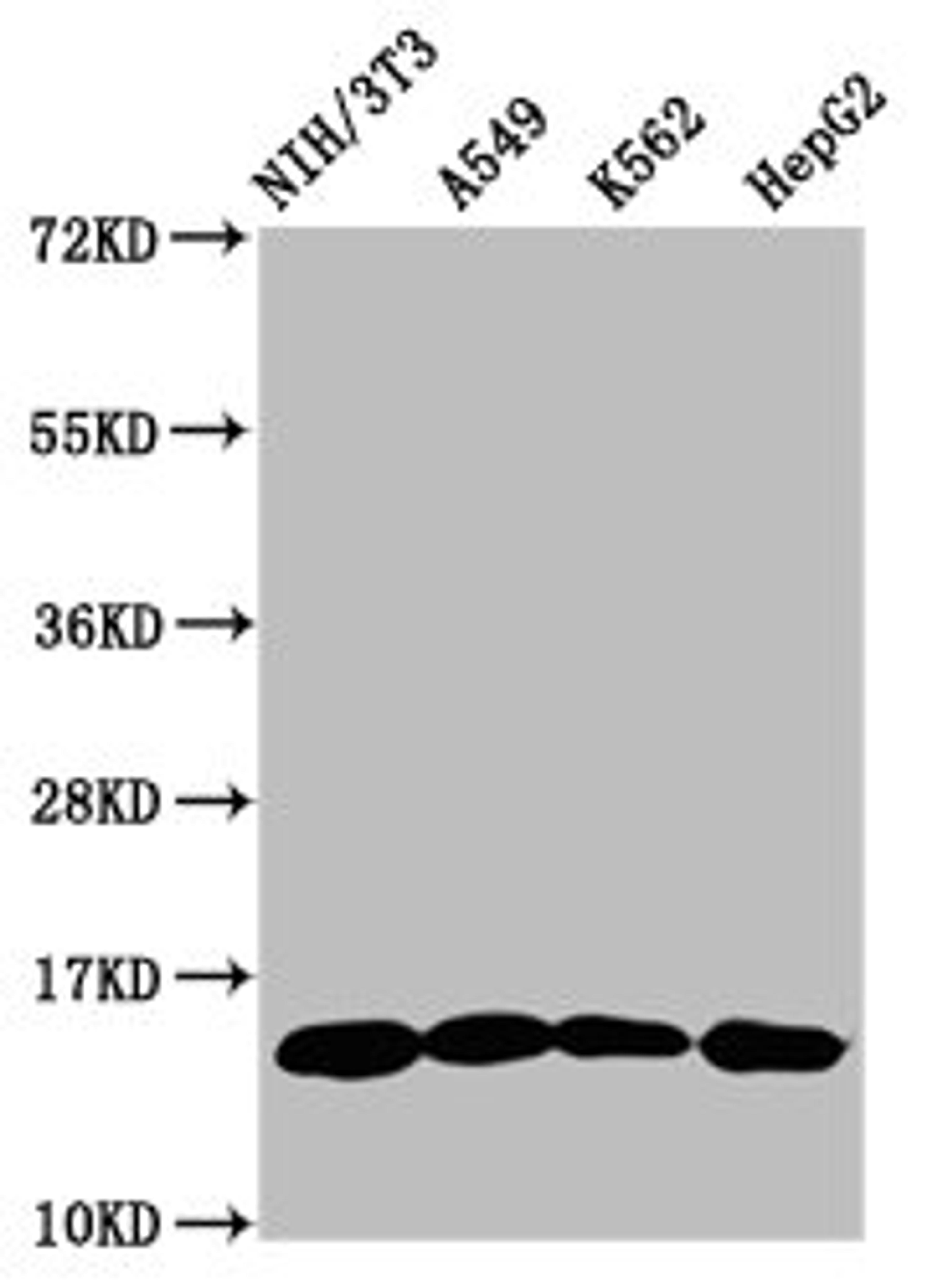 Western Blot. Positive WB detected in: NIH/3T3 whole cell lysate, A549 whole cell lysate, K562 whole cell lysate, HepG2 whole cell lysate. All lanes: HIST1H2AG antibody at 1µg/ml. Secondary. Goat polyclonal to rabbit IgG at 1/50000 dilution. Predicted band size: 15 kDa. Observed band size: 15 kDa