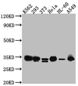 Western Blot. Positive WB detected in: K562 whole cell lysate, HEK293 whole cell lysate, NIH/3T3 whole cell lysate, Hela whole cell lysate, HL-60 whole cell lysate, A549 whole cell lysate. All lanes: CDK2 antibody at 1:1000. Secondary. Goat polyclonal to rabbit IgG at 1/50000 dilution. Predicted band size: 34, 31 kDa. Observed band size: 34 kDa. 