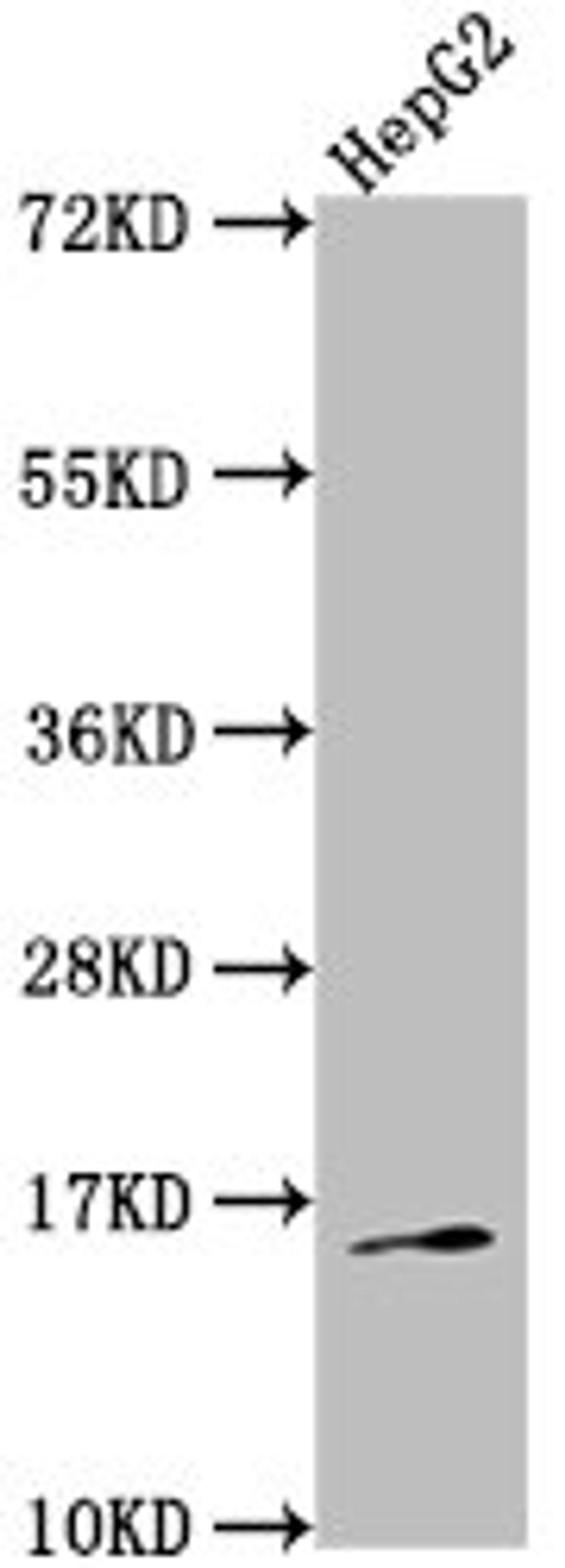 Western Blot. Positive WB detected in: HepG2 whole cell lysate. All lanes: TAC1 antibody at 1:2000. Secondary. Goat polyclonal to rabbit IgG at 1/50000 dilution. Predicted band size: 16, 14, 12 kDa. Observed band size: 16 kDa. 