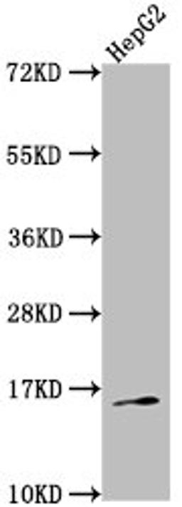 Western Blot. Positive WB detected in: HepG2 whole cell lysate. All lanes: TAC1 antibody at 1:2000. Secondary. Goat polyclonal to rabbit IgG at 1/50000 dilution. Predicted band size: 16, 14, 12 kDa. Observed band size: 16 kDa. 