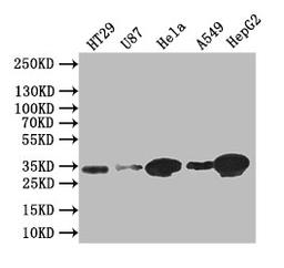 Western Blot. Positive WB detected in: HT29 whole cell lysate, U87 whole cell lysate,Hela whole cell lysate,A549 whole cell lysate,HEPG2 whole cell lysate. All lanes: Syntenin antibody at 1:1000. Secondary. Goat polyclonal to rabbit IgG at 1/50000 dilution. Predicted band size: 32 kDa. Observed band size: 32 kDa.