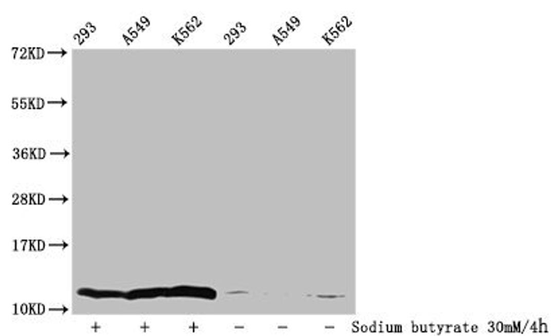 Western Blot. Detected samples: 293 whole cell lysate, A549 whole cell lysate, K562 whole cell lysate; Untreated (-) or treated (+) with 30mM sodium butyrate for 4h. All lanes: HIST1H4A antibody at 1:100. Secondary. Goat polyclonal to rabbit IgG at 1/50000 dilution. Predicted band size: 12 kDa. Observed band size: 12 kDa