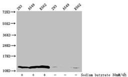 Western Blot. Detected samples: 293 whole cell lysate, A549 whole cell lysate, K562 whole cell lysate; Untreated (-) or treated (+) with 30mM sodium butyrate for 4h. All lanes: HIST1H4A antibody at 1:100. Secondary. Goat polyclonal to rabbit IgG at 1/50000 dilution. Predicted band size: 12 kDa. Observed band size: 12 kDa