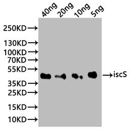 Western Blot. Positive WB detected in: recombinant protein. All lanes:iscS Antibody at 1:1000. Secondary. Goat polyclonal to rabbit IgG at 1/20000 dilution. Predicted band size: 38 kDa. Observed band size: 38 kDa. 