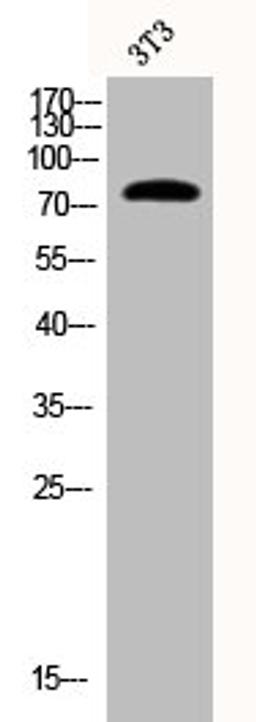 Western Blot analysis of 3T3 cells using Phospho-Synapsin I (S9) Polyclonal Antibody