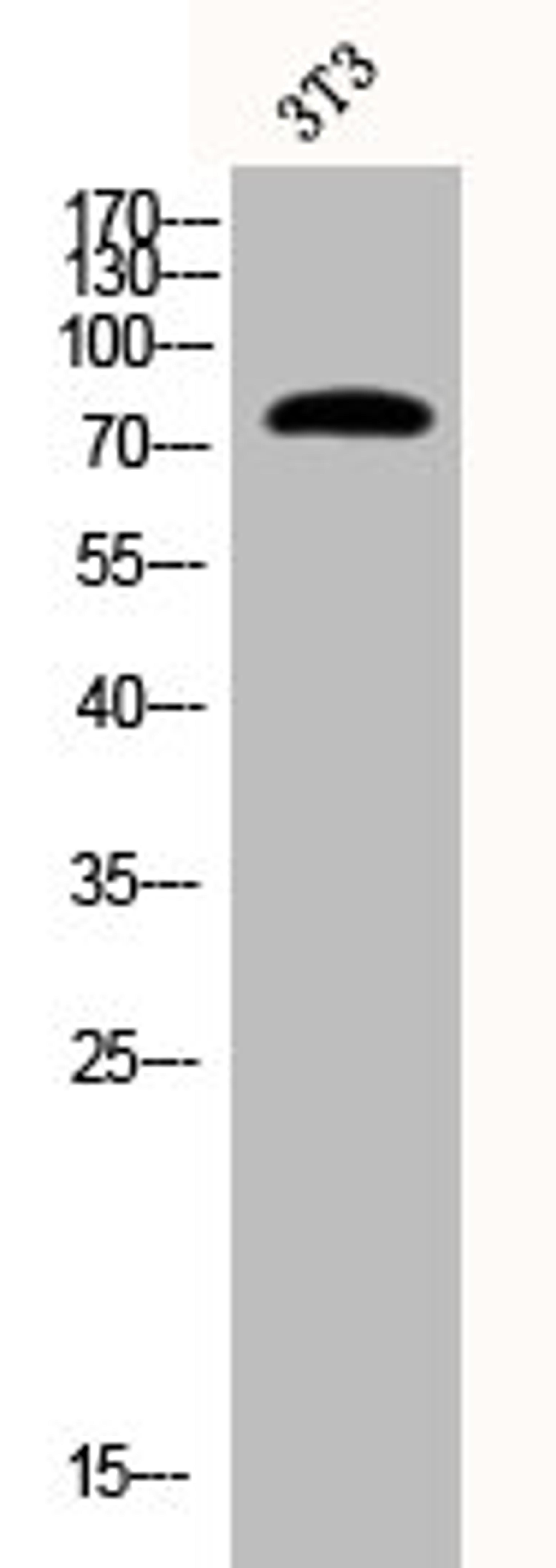 Western Blot analysis of 3T3 cells using Phospho-Synapsin I (S9) Polyclonal Antibody