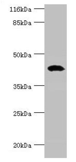Western blot. All lanes: STAC3 antibody at 12µg/ml + Rat lung tissue. Secondary. Goat polyclonal to rabbit IgG at 1/10000 dilution. Predicted band size: 42, 38, 21 kDa. Observed band size: 42 kDa