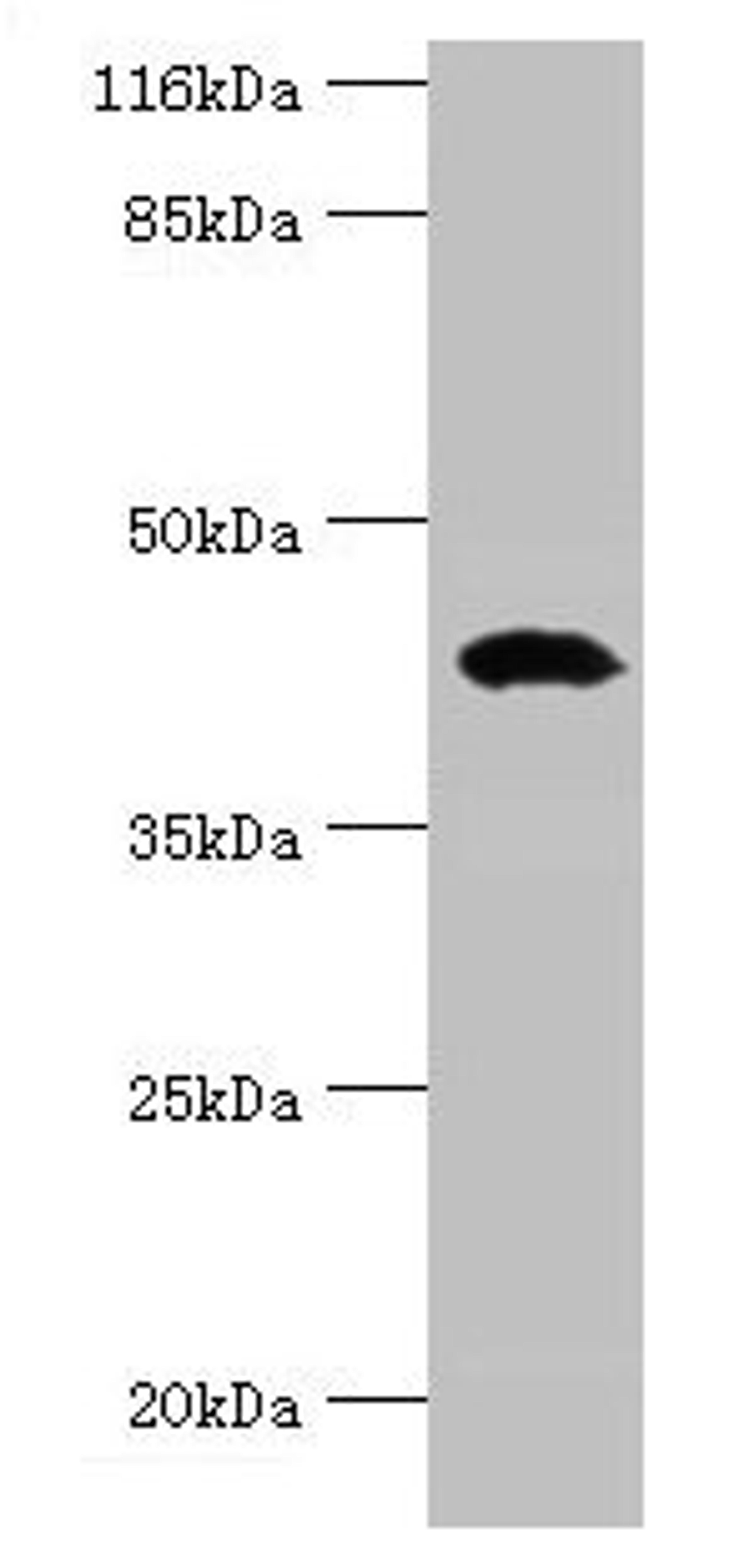Western blot. All lanes: STAC3 antibody at 12µg/ml + Rat lung tissue. Secondary. Goat polyclonal to rabbit IgG at 1/10000 dilution. Predicted band size: 42, 38, 21 kDa. Observed band size: 42 kDa